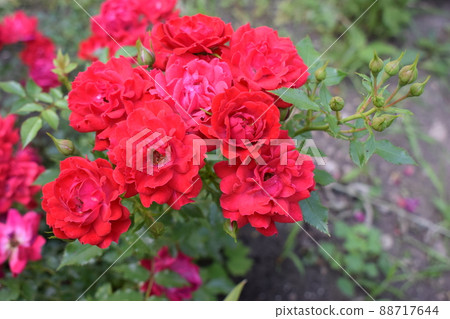 Big beautiful red rose flower with buds. Big beautiful red rose flower with buds. 88717644
