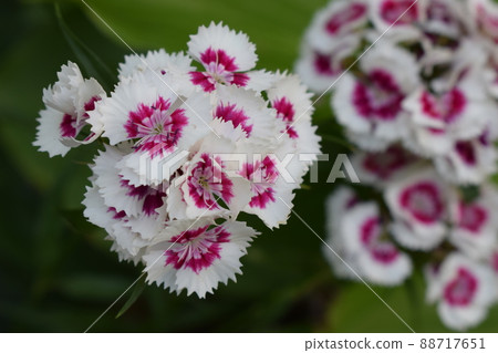 Flowerbed of Dianthus barbatus 88717651