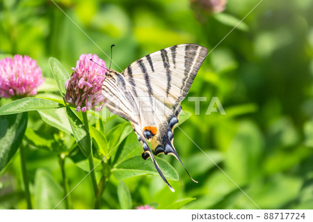 Beautiful Butterfly Scarce Swallowtail, Sail Swallowtail, Pear-tree Swallowtail, Podalirius. Latin name Iphiclides podaliriu. Butterfly collects nectar on flower. 88717724