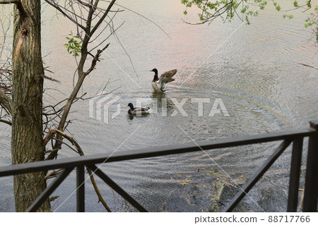 two ducks swimming across a lake 88717766
