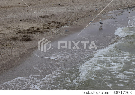 Seagull on the shores of the Sea. 88717768