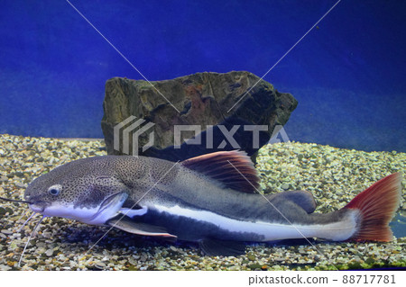 Redtail catfish (Phractocephalus hemioliopterus). Wild life animal. Redtail catfish (Phractocephalus hemioliopterus). Wild life animal. 88717781