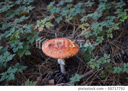 Fly agaric or fly Amanita mushroom, Amanita muscaria. Fly agaric or fly Amanita mushroom, Amanita muscaria. 88717792