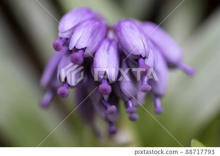 在春天的田野中自然生長的紫色 Heloniopsis orientalis 在春天的田野中自然生長的紫色 Heloniopsis orientalis 88717793