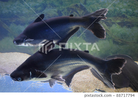 Big black iridescent shark pangasianodon hypophthalmus swimming underwater Big black iridescent shark pangasianodon hypophthalmus swimming underwater 88717794