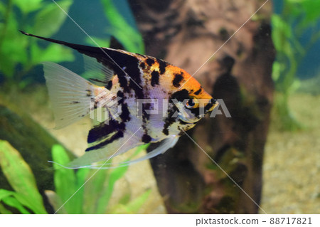 Koi Angelfish (Pterophyllum scalare) in tank fish with blurred background Koi Angelfish (Pterophyllum scalare) in tank fish with blurred background 88717821
