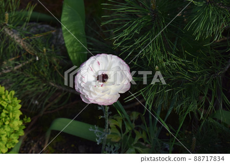 white poppy flower in the shade white poppy flower in the shade 88717834