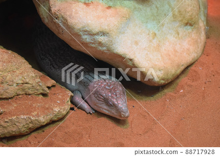 Tanimbar blue tongue skink (Tiliqua scincoides chimaerea). 88717928
