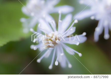 Pretty blooming Seri Baouren flower Pretty blooming Seri Baouren flower 88717990