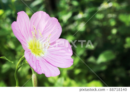 Pink evening primrose in the garden Pink evening primrose in the garden 88718140