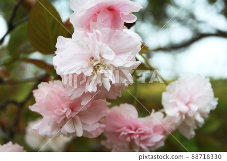 Kamatari Sakura (Kisarazu City) 88718330