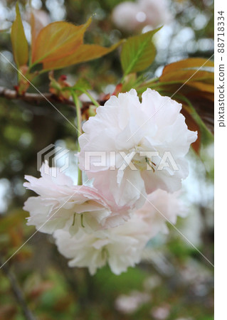 鐮足櫻(木更津市) 鐮足櫻(木更津市) 88718334