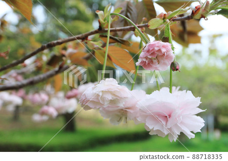 鐮足櫻(木更津市) 鐮足櫻(木更津市) 88718335