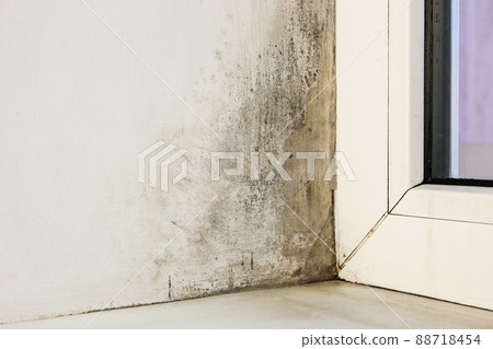 Mold near a window in the house Mold near a window in the house 88718454
