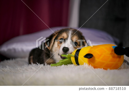 Welsh corgi dog with toy Welsh corgi dog with toy 88718510