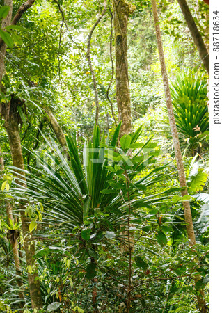 rainforest in Masoala national park, Madagascar 88718634