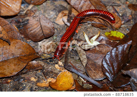 Madagascan Fire Millipede, Masoala Madagascar Madagascan Fire Millipede, Masoala Madagascar 88718635