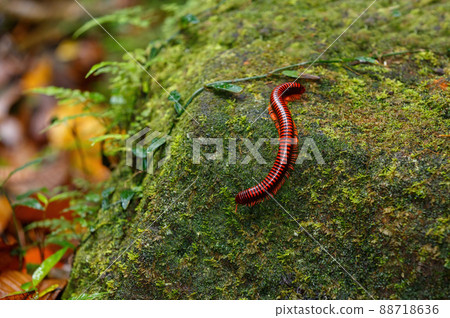 Madagascan Fire Millipede, Masoala Madagascar 88718636