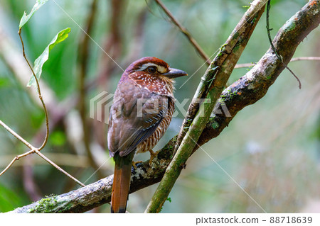 Short-legged Ground-Roller, Masoala, Madagascar Short-legged Ground-Roller, Masoala, Madagascar 88718639
