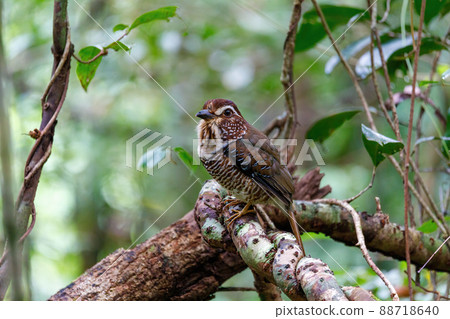 Short-legged Ground-Roller, Masoala, Madagascar 88718640