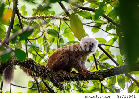 white-headed lemur, Eulemur albifrons on tree, Masoala Madagascar 88718641