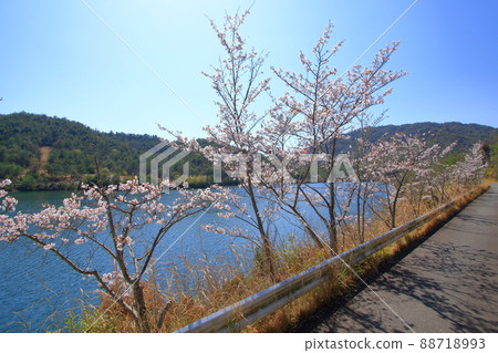 Sakura blooming on the pond bank of Kurose Dam Sakura blooming on the pond bank of Kurose Dam 88718993