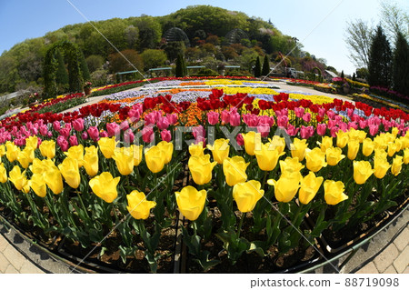 鬱金香花 88719098