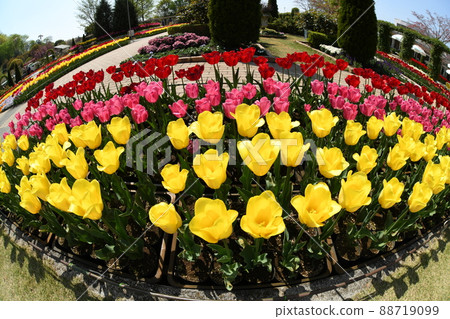 鬱金香花 88719099