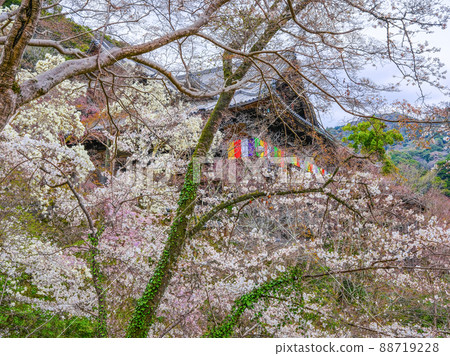 春天的長谷寺,被鮮花掩埋的正殿(奈良縣) 春天的長谷寺,被鮮花掩埋的正殿(奈良縣) 88719228