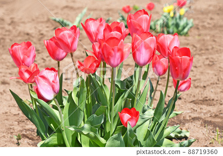 鬱金香 鬱金香 88719360