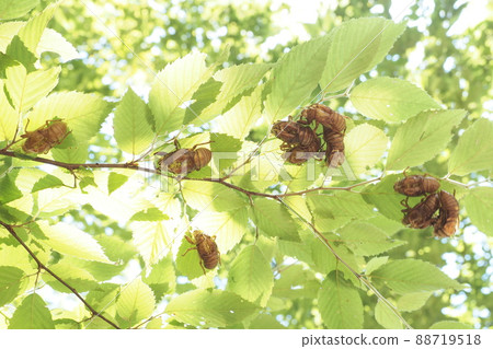 A lot of cicada molts A lot of cicada molts 88719518