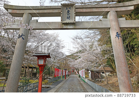 太寧寺的櫻花 太寧寺的櫻花 88719733