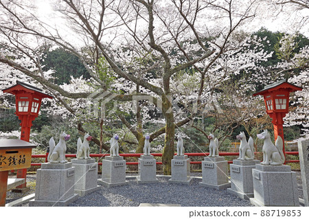 太寧寺的櫻花 88719853