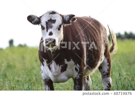 Cows in Countryside, Pampas, Argentina Cows in Countryside, Pampas, Argentina 88719876