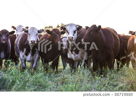 Cows in Countryside, Pampas, Argentina Cows in Countryside, Pampas, Argentina 88719880