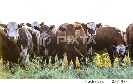 Cows in Countryside, Pampas, Argentina Cows in Countryside, Pampas, Argentina 88719881