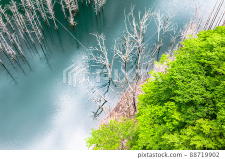 [栃木縣日光市]湯西川水壩湖的沈水森林 88719902