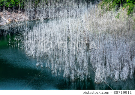 [栃木縣日光市]湯西川水壩湖的沈水森林 88719911