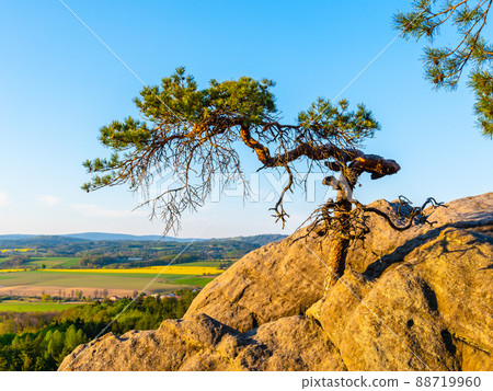 Small pine tree on the top of sandstone Small pine tree on the top of sandstone 88719960