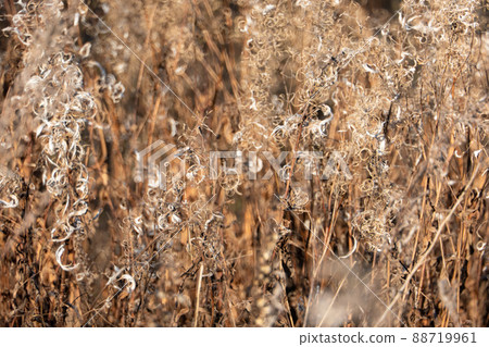 Dry reed against clear light blue sky on sunny day outdoors. Abstract natural background in neutral colors. Minimal trendy pampas grass panicles. Selective focus Dry reed against clear light blue sky on sunny day outdoors. Abstract natural background in neutral colors. Minimal trendy pampas grass panicles. Selective focus 88719961