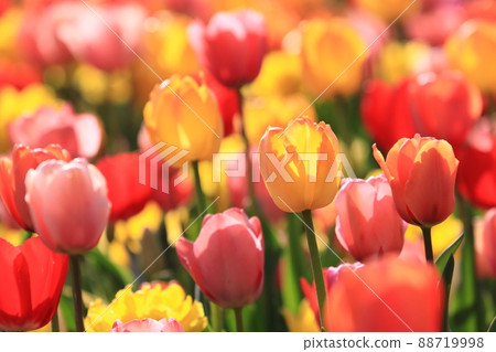 Colorful tulips fluffy soft red, yellow 88719998