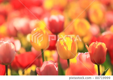 Colorful tulips fluffy soft red, yellow 88719999