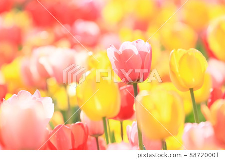 Colorful tulips fluffy soft red, yellow Colorful tulips fluffy soft red, yellow 88720001