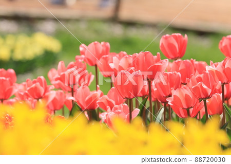五顏六色的鬱金香蓬鬆柔軟的紅色、黃色 五顏六色的鬱金香蓬鬆柔軟的紅色、黃色 88720030