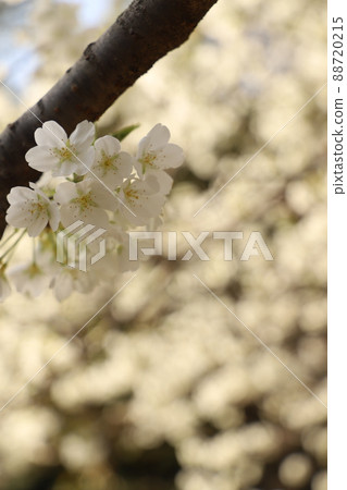 Midoriyoshi's cherry blossoms and green Yoshino in full bloom Hagi City Hagi Castle Ruins 88720215
