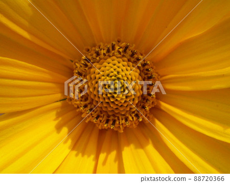 Closeup Yellow Flower Closeup Yellow Flower 88720366
