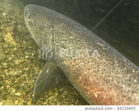 Phantom fish Ito 88720405