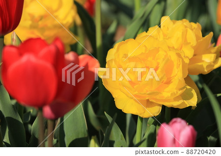 Double-flowered tulips Yellow tulips 88720420