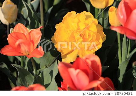 Double-flowered tulips Yellow tulips 88720421