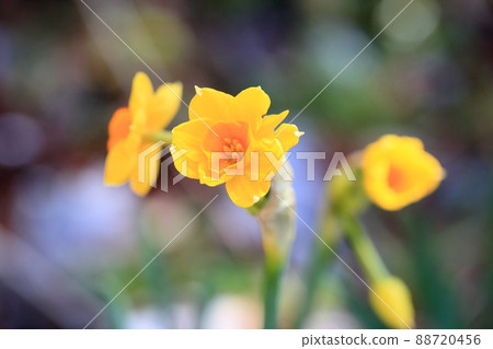 Yellow daffodil Talia 88720456